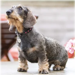 B Wilde Collection - Cabo Collar - Pink - Cabo Collection - Leather Collar - High Quality Luxury - Avvenice