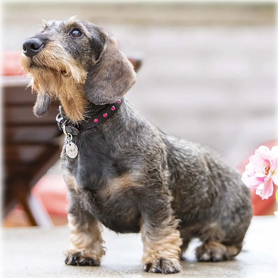 B Wilde Collection - Cabo Collar - Pink - Cabo Collection - Leather Collar - High Quality Luxury - Avvenice