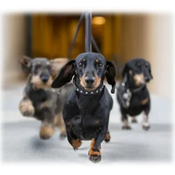 B Wilde Collection - Cabo Collar - Turquoise - Cabo Collection - Leather Collar - High Quality Luxury - Avvenice