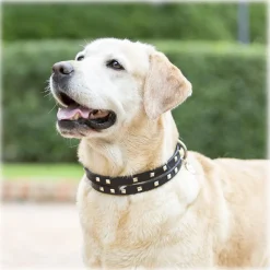 B Wilde Collection - Set Cairo - Biscuit - Collar & Leash - Cairo Collection - Leather Collar - High Quality Luxury - Avvenice