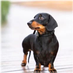 B Wilde Collection - Set Cabo - Collar & Leash - Black - Cabo Collection - Leather Collar - High Quality Luxury - Avvenice