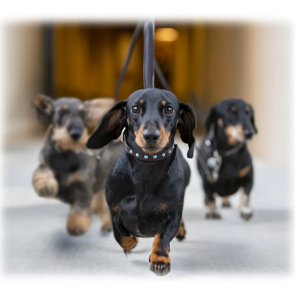 B Wilde Collection - Set Cabo - Collar & Leash - Turquoise - Cabo Collection - Leather Collar - High Quality Luxury - Avvenice