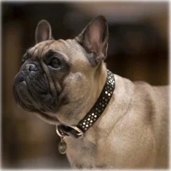 B Wilde Collection - Set Sparky - Collar & Leash - Sparky Collection - Leather Collar - High Quality Luxury - Avvenice