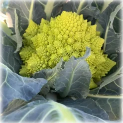 BioOrto - Organic Romanesco Broccoli Cream - Organic Preserved Foods - 180 g - Avvenice