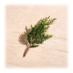 Bottega Veneta - Illusion For Him - Eau de Toilette - Italy - Beauty - Fragrances - Luxury - 50 ml - Avvenice