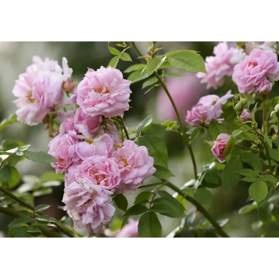 Byblos Art Hotel - Villa Amistà - Amarone Flavours - 4 Days 3 Nights - Avvenice