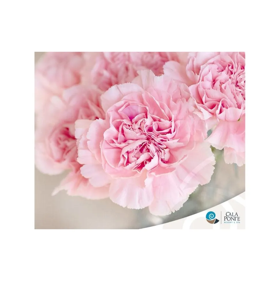 Cala Ponte Resort & Spa - Calaponte Marina - 4 Days 3 Nights - Avvenice