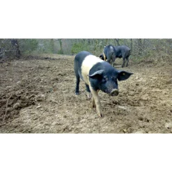 Castello di Meleto - Castle Storytelling - History - Art - Wine - 5 Days 4 Nights - Avvenice