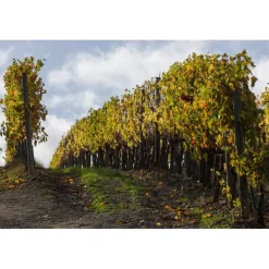 Castello di Meleto - Feeling The Silence of Wine and Relaxation - History - Art - 5 Days 4 Nights - Avvenice