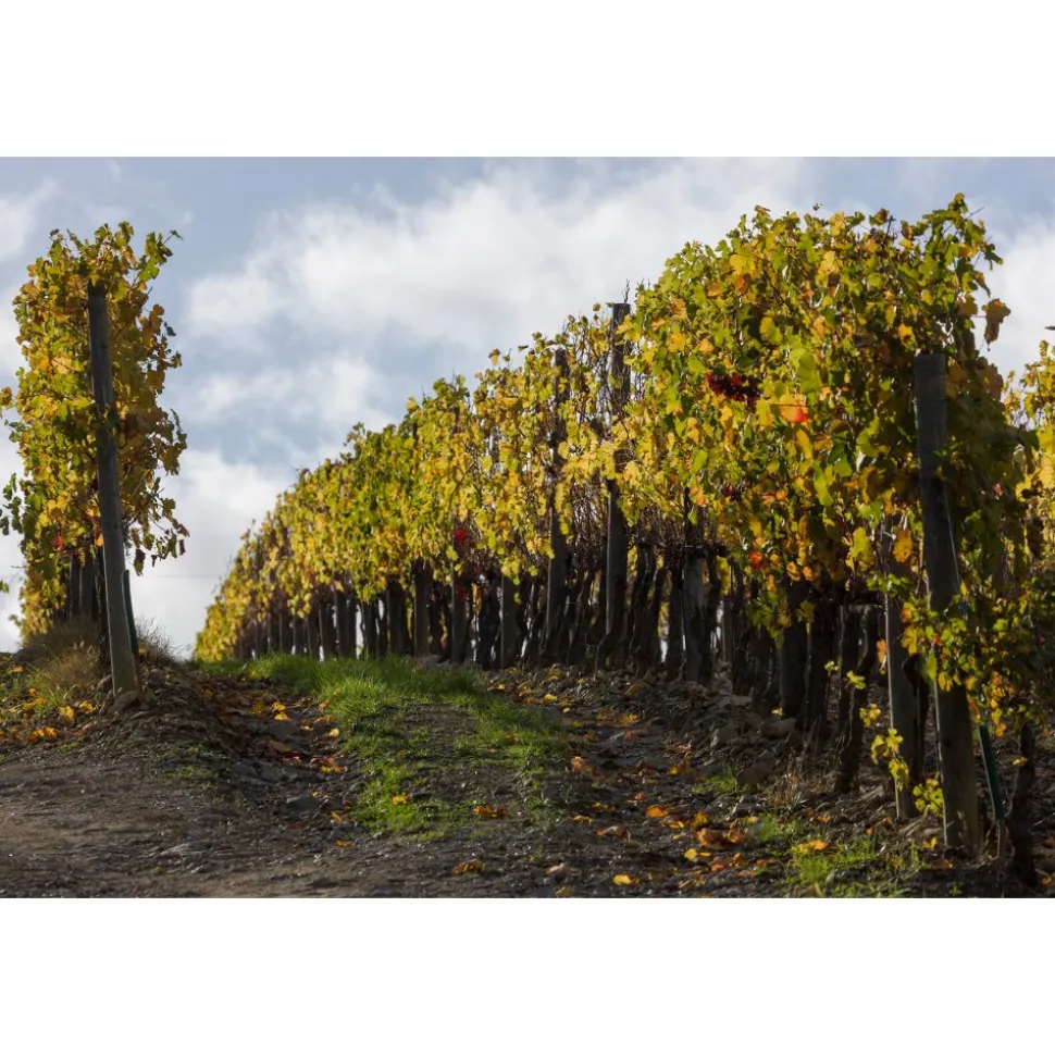 Castello di Meleto - Feeling The Silence of Wine and Relaxation - History - Art - 5 Days 4 Nights - Avvenice