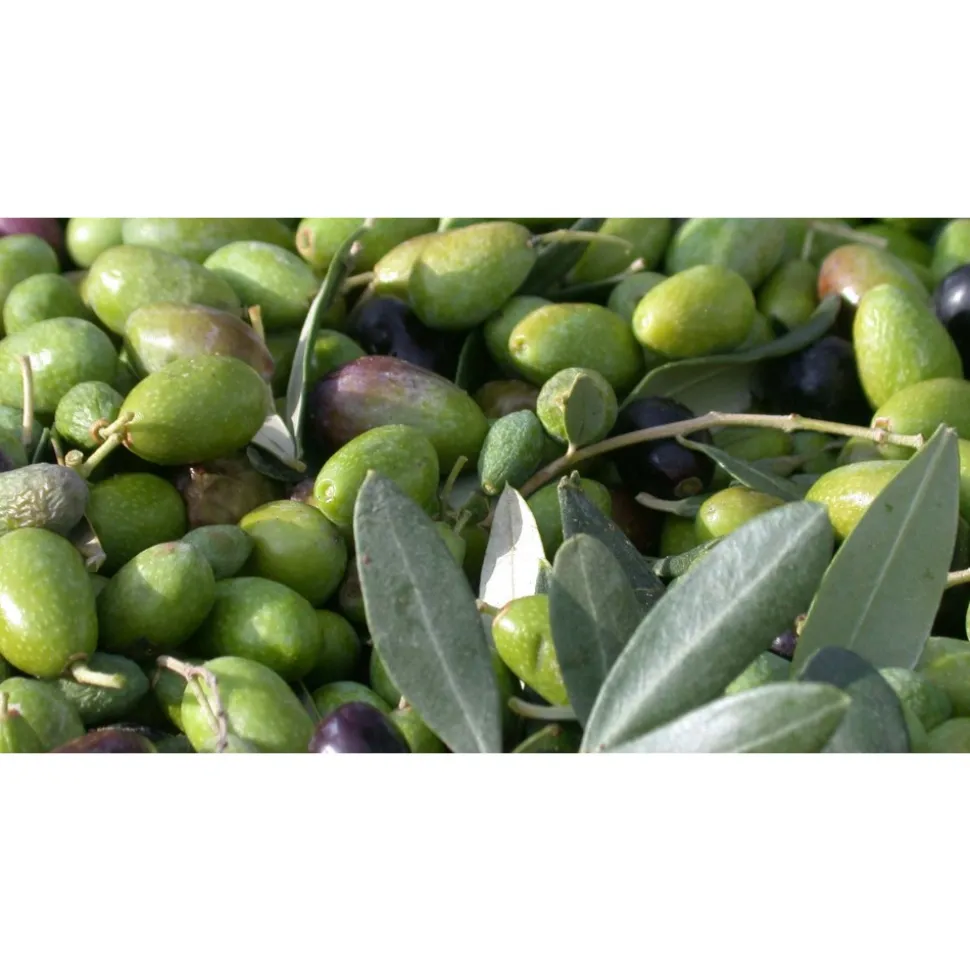 Castello di Meleto - Good Morning - History - Art - Wine - 4 Days 3 Nights - Avvenice