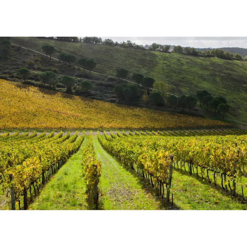 Castello di Meleto - Good Morning - History - Art - Wine - 4 Days 3 Nights - Avvenice