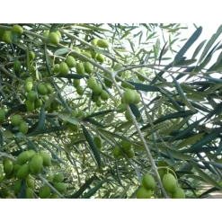 Conte Spagnoletti Zeuli - Tour Spagnoletti - Guided Tour of the XVIII Cellar, Olive Oil Plant, Vineyards and Olives - Daily - Avvenice