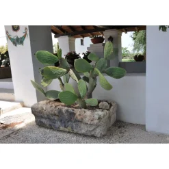 Conte Spagnoletti Zeuli - Tour Spagnoletti - Guided Tour of the XVIII Cellar, Olive Oil Plant, Vineyards and Olives - Daily - Avvenice