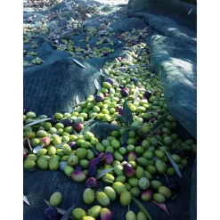 Conte Spagnoletti Zeuli - Tour Onofrio - Guided Tour of the XVIII Cellar, Olive Oil Plant, Vineyards and Olives - Daily - Avvenice