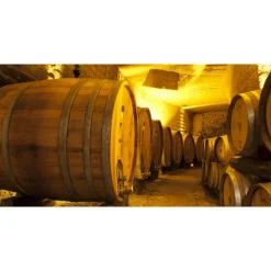 Conte Spagnoletti Zeuli - Tour Onofrio - Guided Tour of the XVIII Cellar, Olive Oil Plant, Vineyards and Olives - Daily - Avvenice