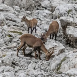 Cortina 360 - Luxury Summer Experience - Cortina Dolomites UNESCO - Helicopter - Exclusive Experiences - Daily - Avvenice