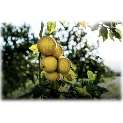 Dior - Eau Sauvage - Eau de Toilette - Luxury Fragrances - 400 ml - Avvenice