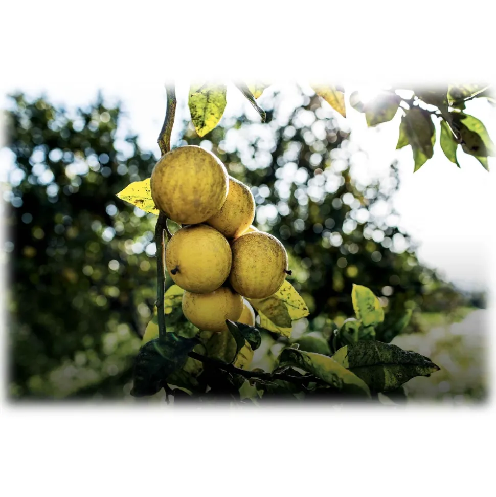 Dior - Eau Sauvage - Eau de Toilette - Luxury Fragrances - 400 ml - Avvenice