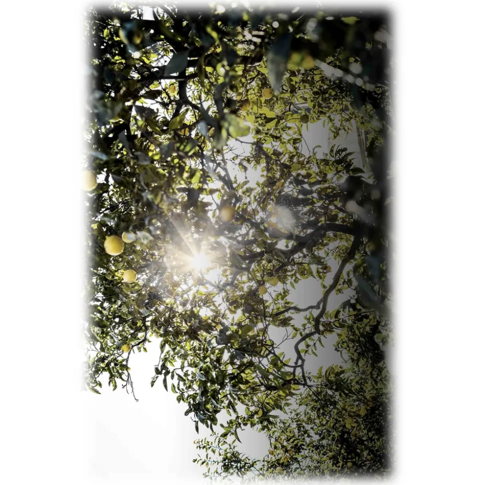 Dior - Eau Sauvage - Eau de Toilette - Luxury Fragrances - 400 ml - Avvenice