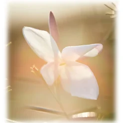 Dior - J'Adior - Eau de Parfum - Luxury Fragrances - 50 ml - Avvenice