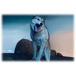 Dior - Sauvage - Eau de Parfum - Luxury Fragrances - 100 ml - Avvenice