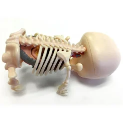 Fame Master - Gummi Bear - Green - 4D Master - Mighty Jaxx - Jason Freeny - Body Anatomy - XX Ray - Art Toys - Avvenice