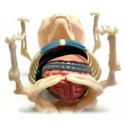 Fame Master - Gummi Bear - Orange - 4D Master - Mighty Jaxx - Jason Freeny - Body Anatomy - XX Ray - Art Toys - Avvenice