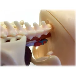 Fame Master - Small Gummi Bear - Green - 4D Master - Mighty Jaxx - Jason Freeny - Body Anatomy - XX Ray - Art Toys - Avvenice