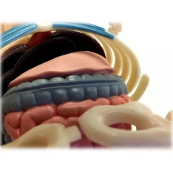 Fame Master - Small Gummi Bear - Red - 4D Master - Mighty Jaxx - Jason Freeny - Body Anatomy - XX Ray - Art Toys - Avvenice