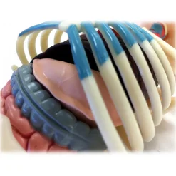 Fame Master - Small Gummi Bear - Classic - 4D Master - Mighty Jaxx - Jason Freeny - Body Anatomy - XX Ray - Art Toys - Avvenice