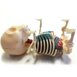 Fame Master - Small Gummi Bear - Classic - 4D Master - Mighty Jaxx - Jason Freeny - Body Anatomy - XX Ray - Art Toys - Avvenice