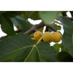 Furnirussi Tenuta - Gourmet - 3 Days 2 Nights - Avvenice