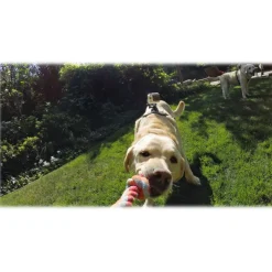 GoPro - Fetch - Dog Harness - GoPro Accessories - Avvenice