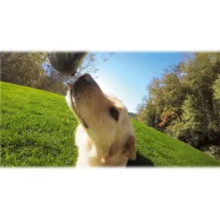 GoPro - Fetch - Dog Harness - GoPro Accessories - Avvenice