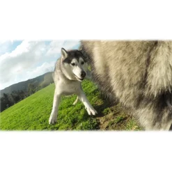 GoPro - Fetch - Dog Harness - GoPro Accessories - Avvenice