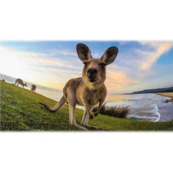 GoPro - The Tool - Thumb Screw Wrench + Bottle Opener - GoPro Accessories - Avvenice