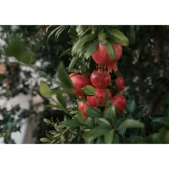 Il Melograno - Essence of Melograno - 2 Days 1 Night - Avvenice