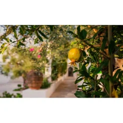 Il Melograno - Essence of Melograno - 2 Days 1 Night - Avvenice