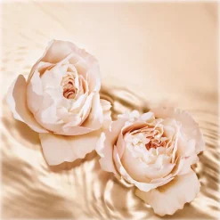 Jimmy Choo - Tempting Rose EDP - Eau de Parfum Tempting Rose - Exclusive Collection - Luxury Fragrance - 125 ml - Avvenice