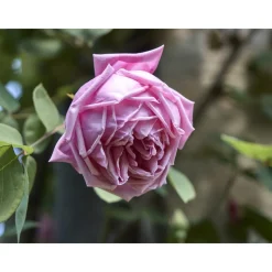 Le Dimore del Borgo - Discovering Borgo del Balsamico - 2 Days 1 Night - Ortigia Suite - 2 Persons - Balsamic Vinegar Experience - Avvenice