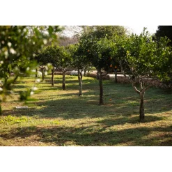 Masseria Mongiò dell'Elefante - Exclusive Puglia - Suite - Salento - Baia dei Turchi - 3 Days 2 Nights - Avvenice