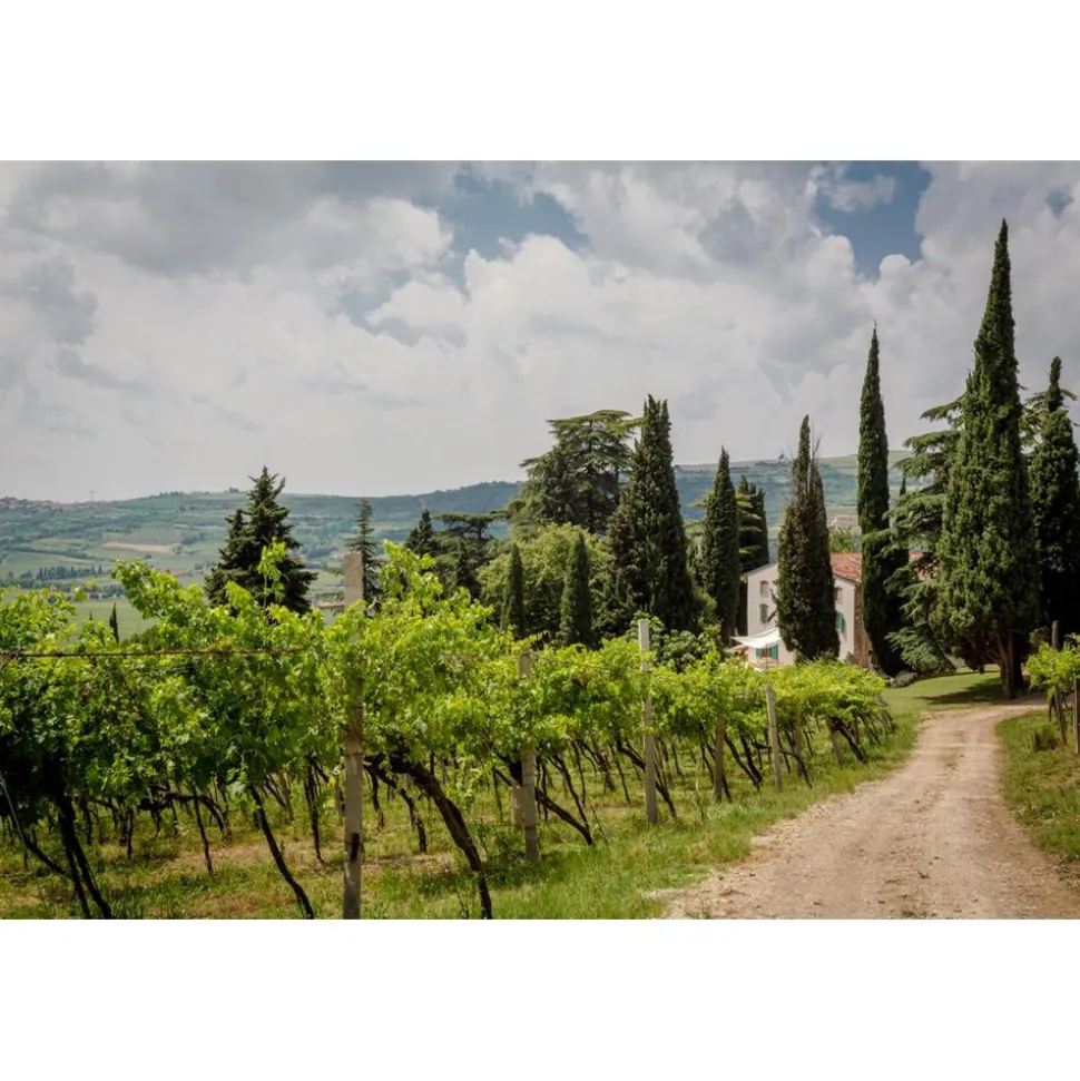 Massimago Wine Relais - MasterChef Experience - 3 Days 2 Nights - Avvenice