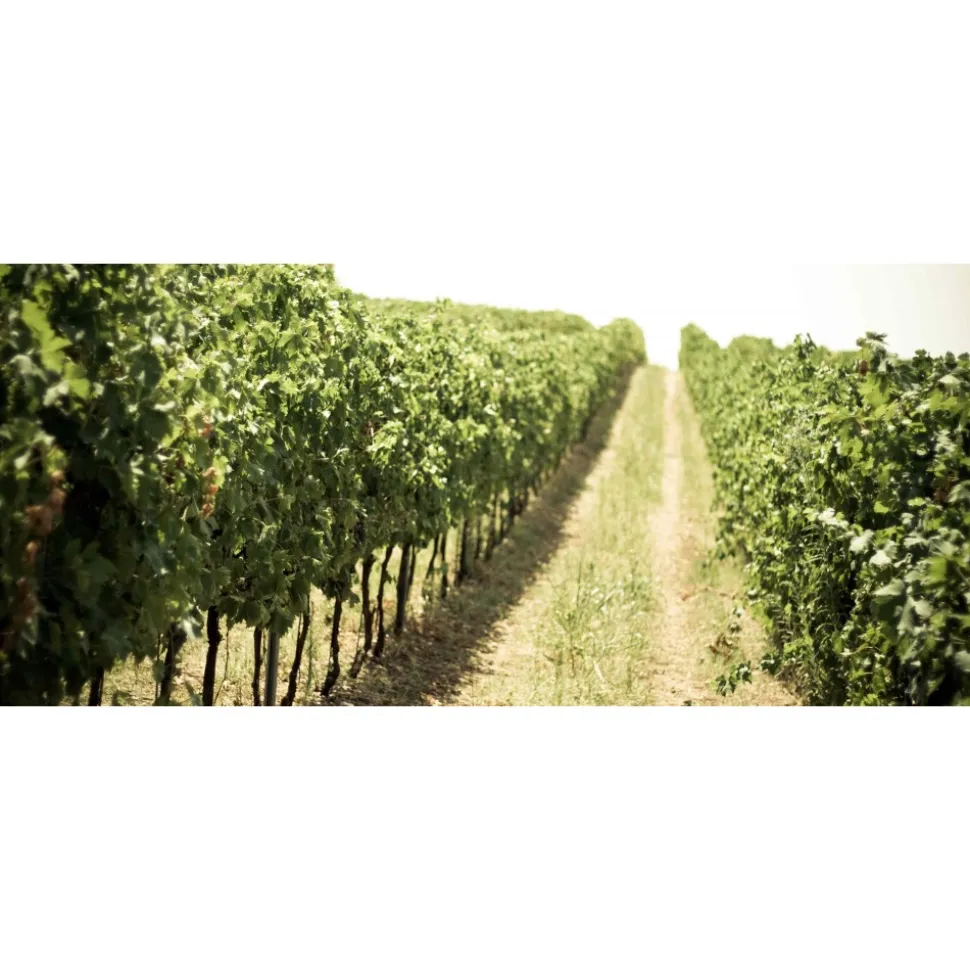 Massimago Wine Relais - MasterChef Experience - 3 Days 2 Nights - Avvenice