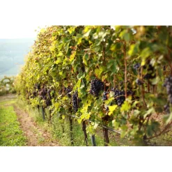 Massimago Wine Relais - MasterChef Experience - 4 Days 3 Nights - Avvenice