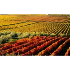 Massimago Wine Relais - Valpolicella Wine & Relax - Apartment - 4 Persons - 3 Days 2 Nights - Avvenice