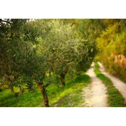 Massimago Wine Relais - Valpolicella Wine & Relax - Apartment - 4 Persons - 3 Days 2 Nights - Avvenice