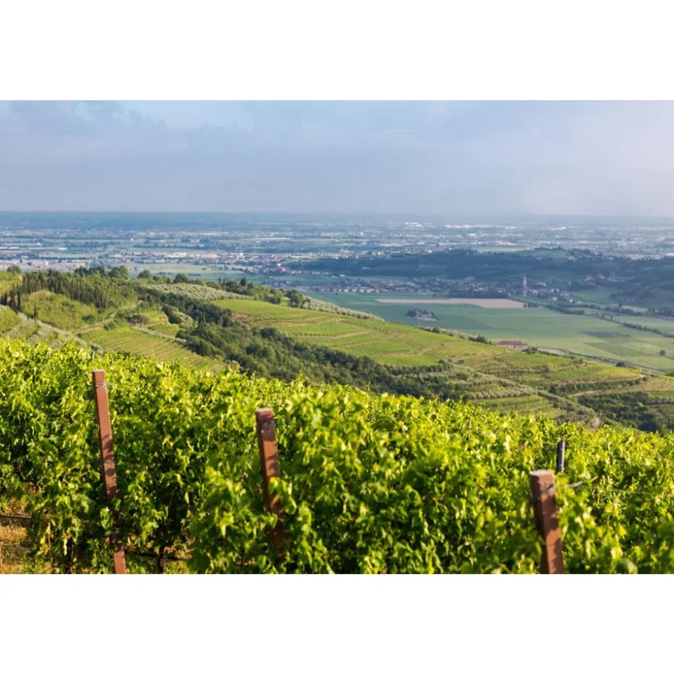 Massimago Wine Relais - Wine Tasting & Nature - 3 Days 2 Nights - Avvenice