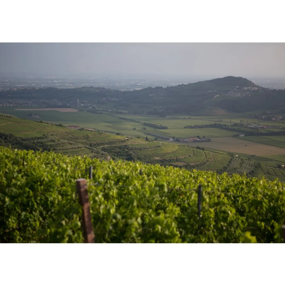 Massimago Wine Relais - Wine Tasting & Nature - 4 Days 3 Nights - Avvenice