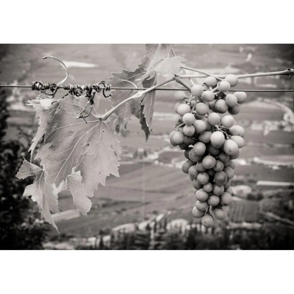 Massimago Wine Relais - Wine Tasting & Nature - 4 Days 3 Nights - Avvenice